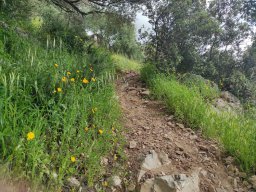 Flora del Cerro Masatrigo